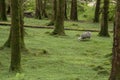 Wild forest in Scotland