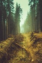 Wild forest shrouded in the fog