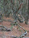 Wild forest in Slowinski National park, Krzywy las, Gryfin, Crooked forest, Poland