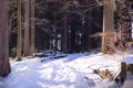 Wild forest with snow. Tree trunks In the wood with snowy path. Schwarzwald, Black Forest landscape in sunny winter day. Royalty Free Stock Photo