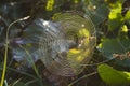 Wild forest spider web with drops of dew Royalty Free Stock Photo