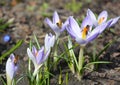 Wild forest spring flowers purple crocus flowers with honey bees Royalty Free Stock Photo