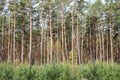 High forest on the back / small young forest nursery on the foreground. Blue sky Royalty Free Stock Photo