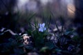 Wild forest violet blooming in grass. Viola odorata. Springtime flower.