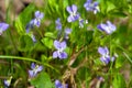 Wild forest violet