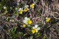 Wild forest violets breaking through dry grass