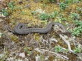 Wild forest viper Royalty Free Stock Photo