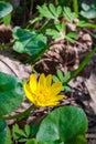 Wild forest yellow flower Royalty Free Stock Photo