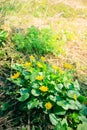 Wild forest yellow flower Royalty Free Stock Photo