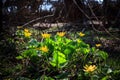 Wild forest yellow flower Royalty Free Stock Photo