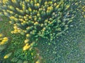 Wild forested and wet moorland from above