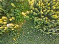 Wild forested and wet moorland from above