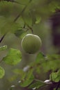 Wild forests of Russia, elements of nature close-up, forest apple tree in the sun, summer forest. Green apple close-up.