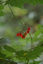 Wild forests of Russia, summer in the forest, a delicate green tree branch with bright red berries close-up. Gentle daylight.