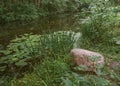 Wild forests of Russia, summer in the forest, a forest lake, water lilies, a large stone boulder in the foreground, beautiful dayl Royalty Free Stock Photo