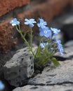 Wild forgetmenots have taken root amidst the shattered bricks and broken rifles a reminder of our peace. Abandoned