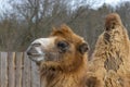 Portrait of a Camel from the profile.  Camelus bactrianus Royalty Free Stock Photo