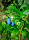 Wild forrest blueberries in the summer