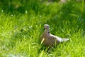 Wild forrest pigeon relaxing in the sun