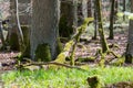 Wild forrestarea of the Schoenbuch Natural Reserve