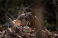 Fossa, cryptoprocta ferox, Madagascar Royalty Free Stock Photo