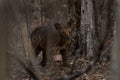 Fossa, cryptoprocta ferox, Madagascar Royalty Free Stock Photo