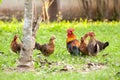 Wild fowl, Chicken in jungle