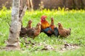 Wild fowl, Chicken in jungle