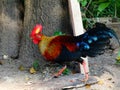 Wild fowl sri lankan jungle fowl