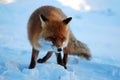 Wild fox