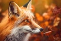 Wild fox in a autumn or fall landscape with sunlight and fallen leaves