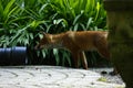 Wild Fox Cub