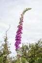 Wild fox glove plant Royalty Free Stock Photo