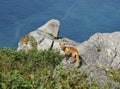 Wild Fox Looking at Camera on Shikotan Island