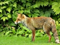 Wild Fox in my Garden in the Daytime Royalty Free Stock Photo