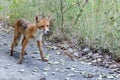 Wild fox of Pripyat