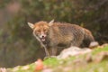 Wild fox in search for food to scavenge under the rain in the forest