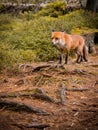 Divoký liška v divoký v Slovensku les 