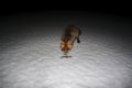 Wild fox sniffs fish on the ice of a lake in the twilight darkness Royalty Free Stock Photo