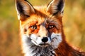 Wild fox in a summer landscape with warm sunshine