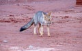 Wild fox walking in desert Royalty Free Stock Photo