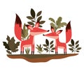 Wild foxes couple in the jungle