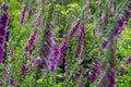 Wild foxglove digitalis plant in forest