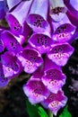 Wild foxglove flower... bells, tubes purple - Woodward Park, Tulsa Royalty Free Stock Photo