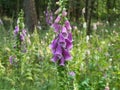 Wild foxgloves blooming on a forest clearing