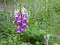 Wild foxgloves blooming on a forest clearing