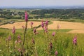 Wild foxgloves, dorset landscape and fields