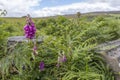 Wild Foxgloves and Ferns