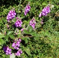 Wild foxgloves flowers and brambles