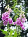 Wild foxgloves in shades of pink and white